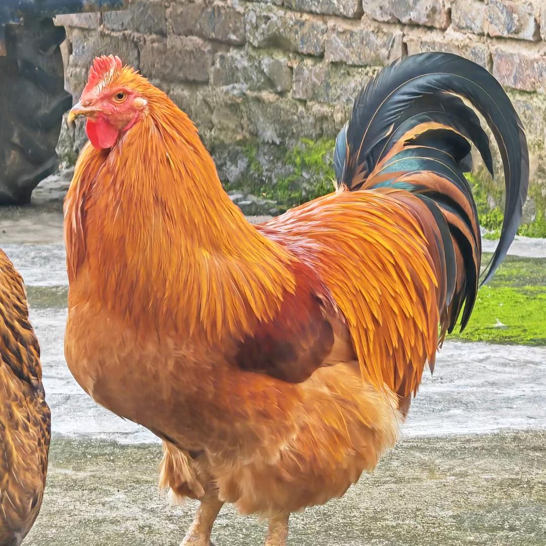 小赖农村土特产小店