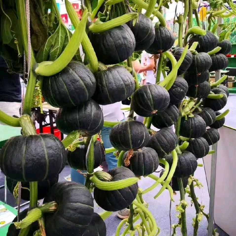 梦想农场贝贝南瓜