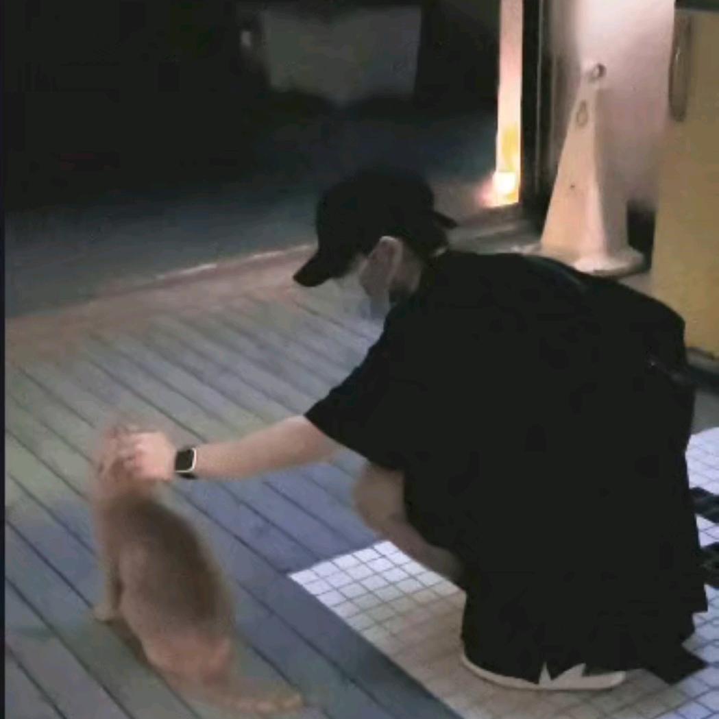 会爬竹子的熊猫