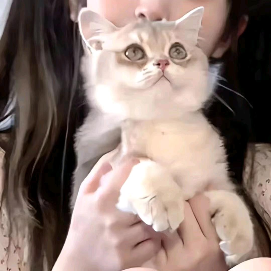 柿子（诗诗的小跟班版）