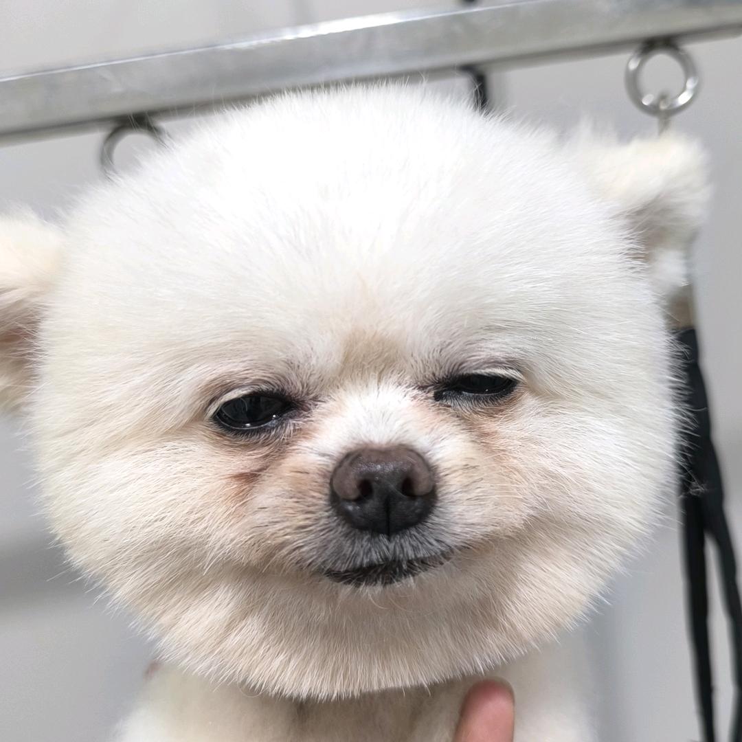 喵