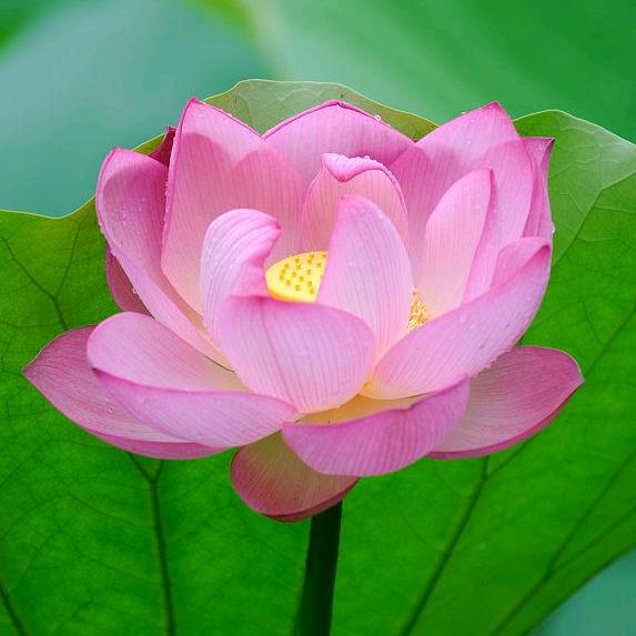菩提