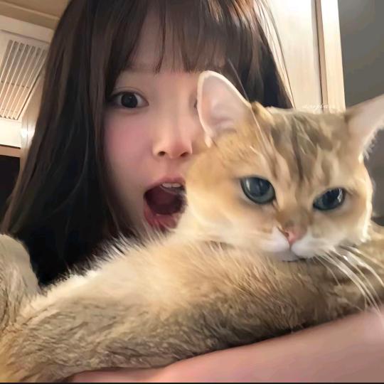 猫和十三幺