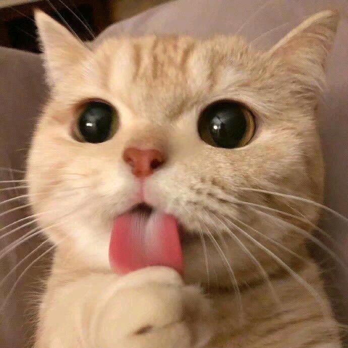 伊织豚