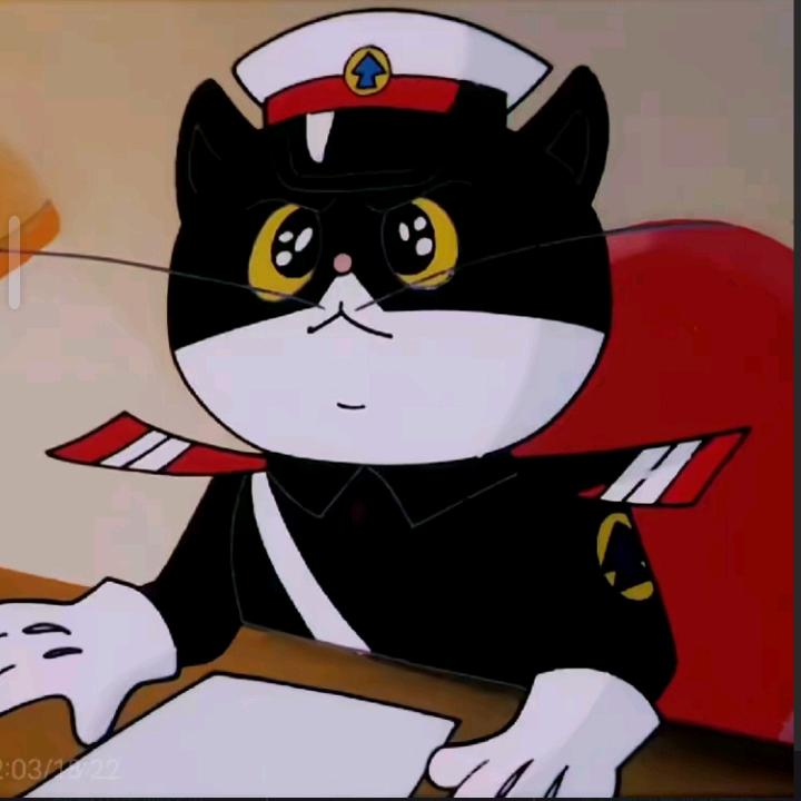 不爱吃饭的猫