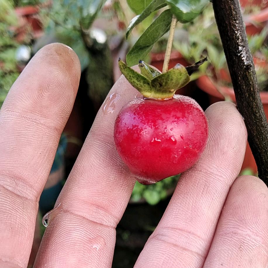 金弹子金果苑艺&扦插