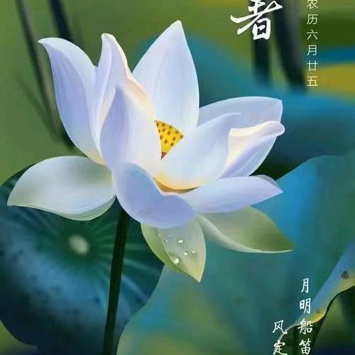 瑞茂丰小梅