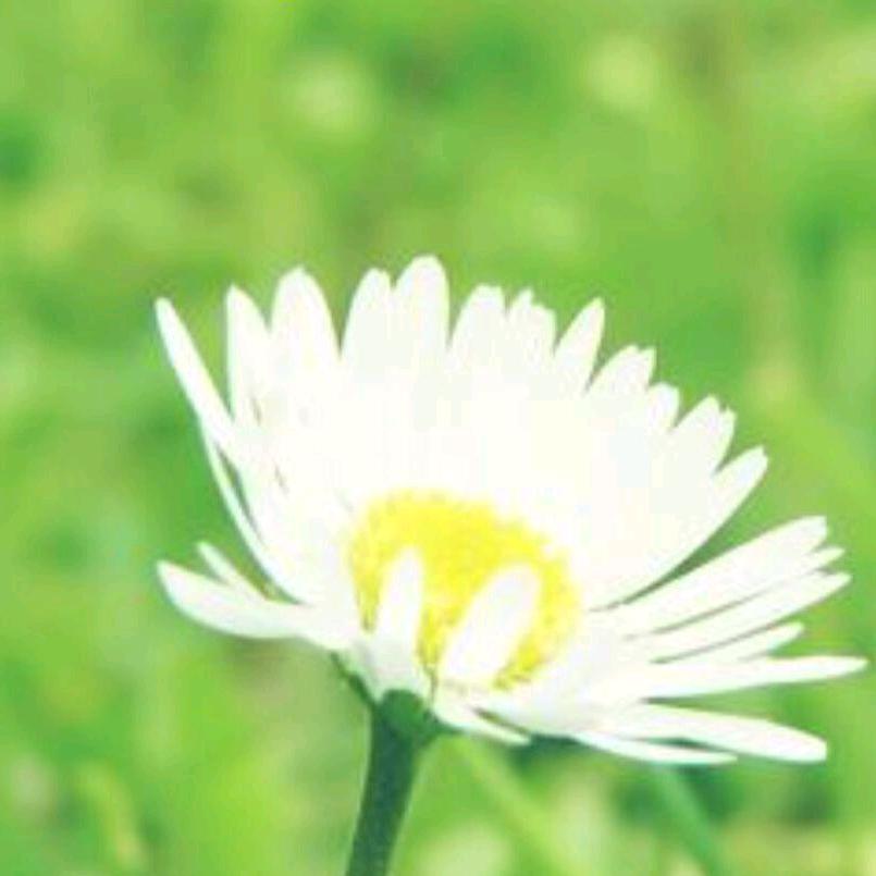 蒲公英