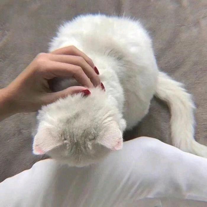 撸雅🐾🐰