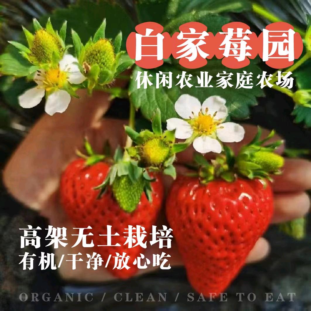 正定白家莓园