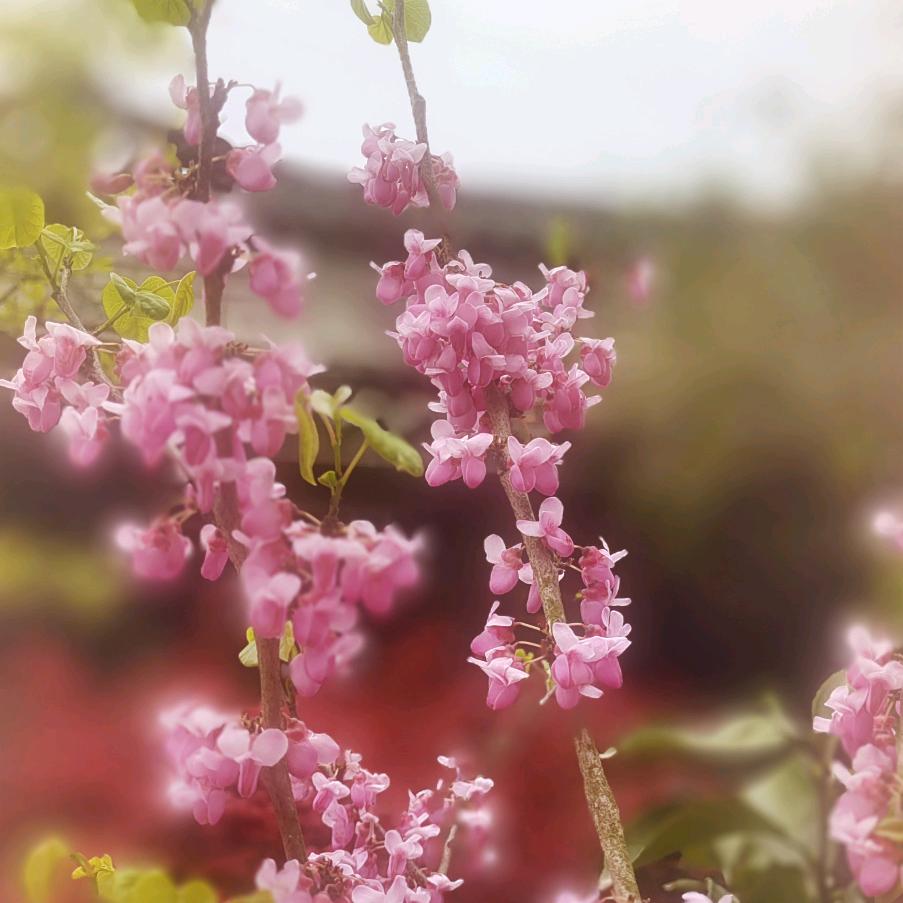 紫色烟花🎆71🐷