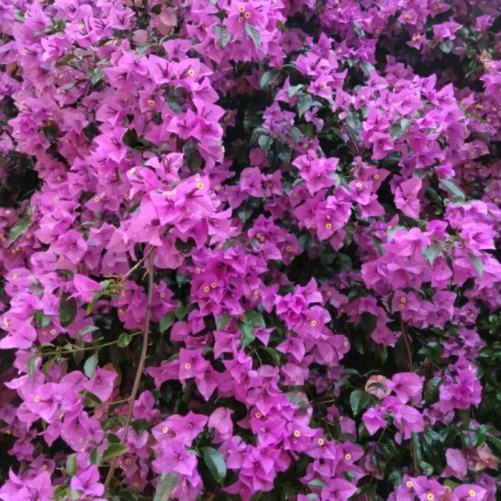 （幸福🌸哥）