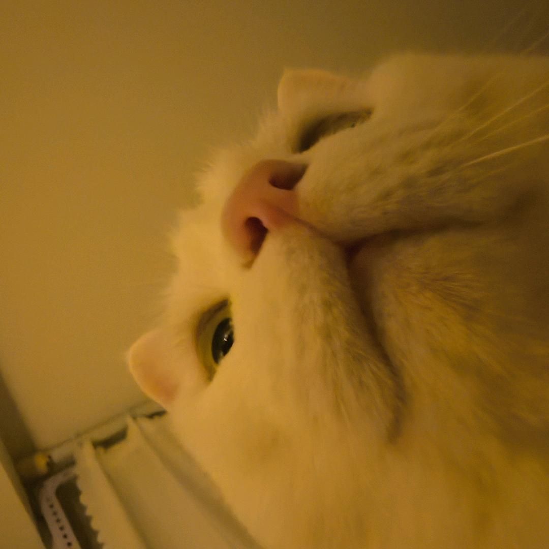 小雅今天C了吗（王者荣耀）