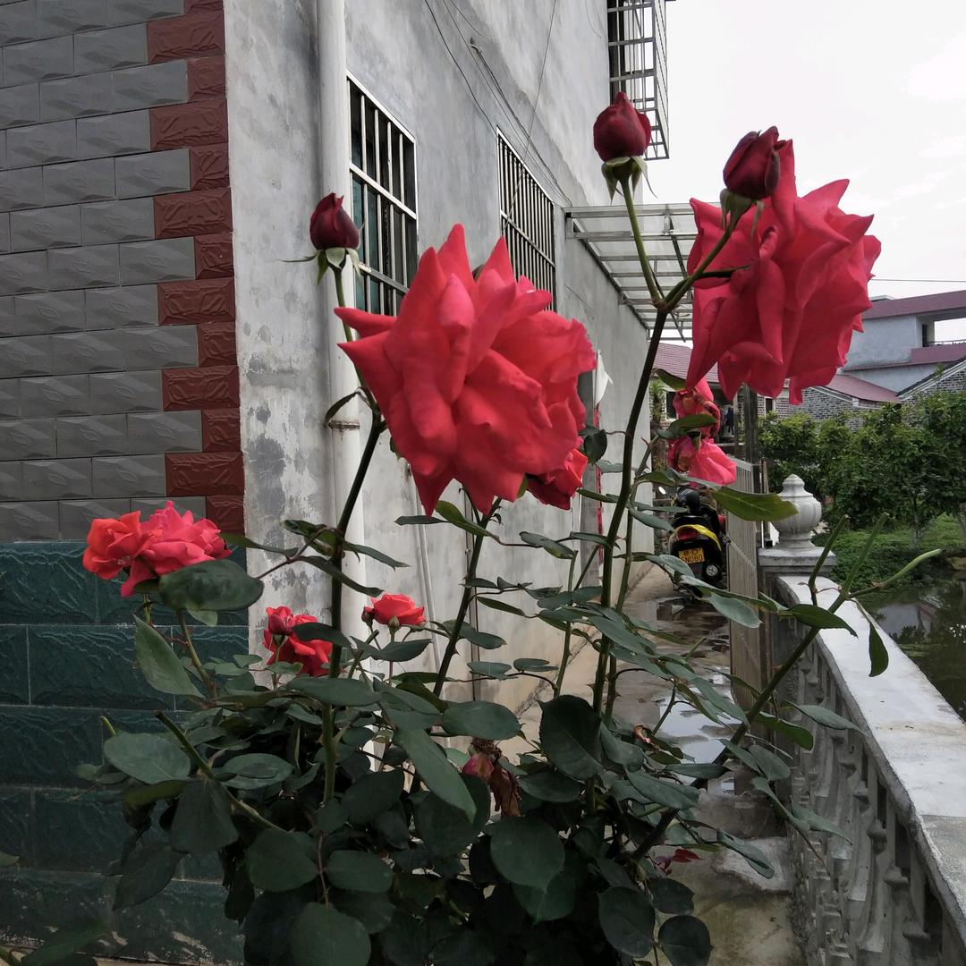 喜，家和万事兴❤️