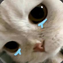 今天又被调了
