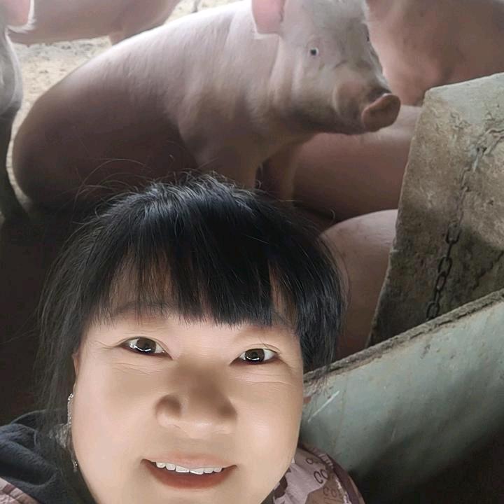 养猪小娟