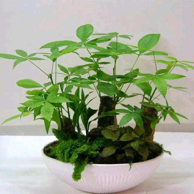 🧚‍♀️🧚‍♀️🧚‍♀️