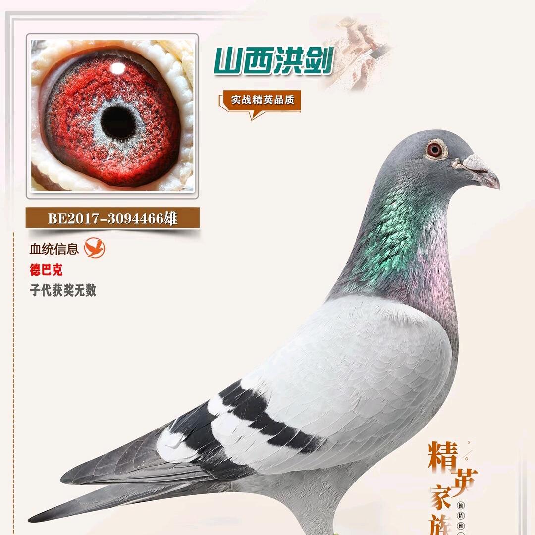 铭血信鸽基地