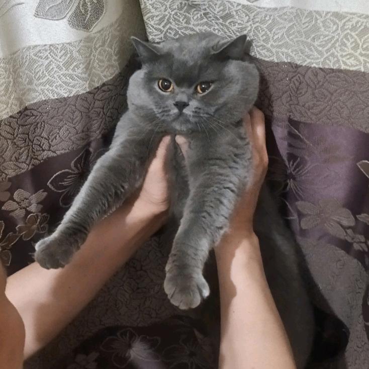 恋蝶
