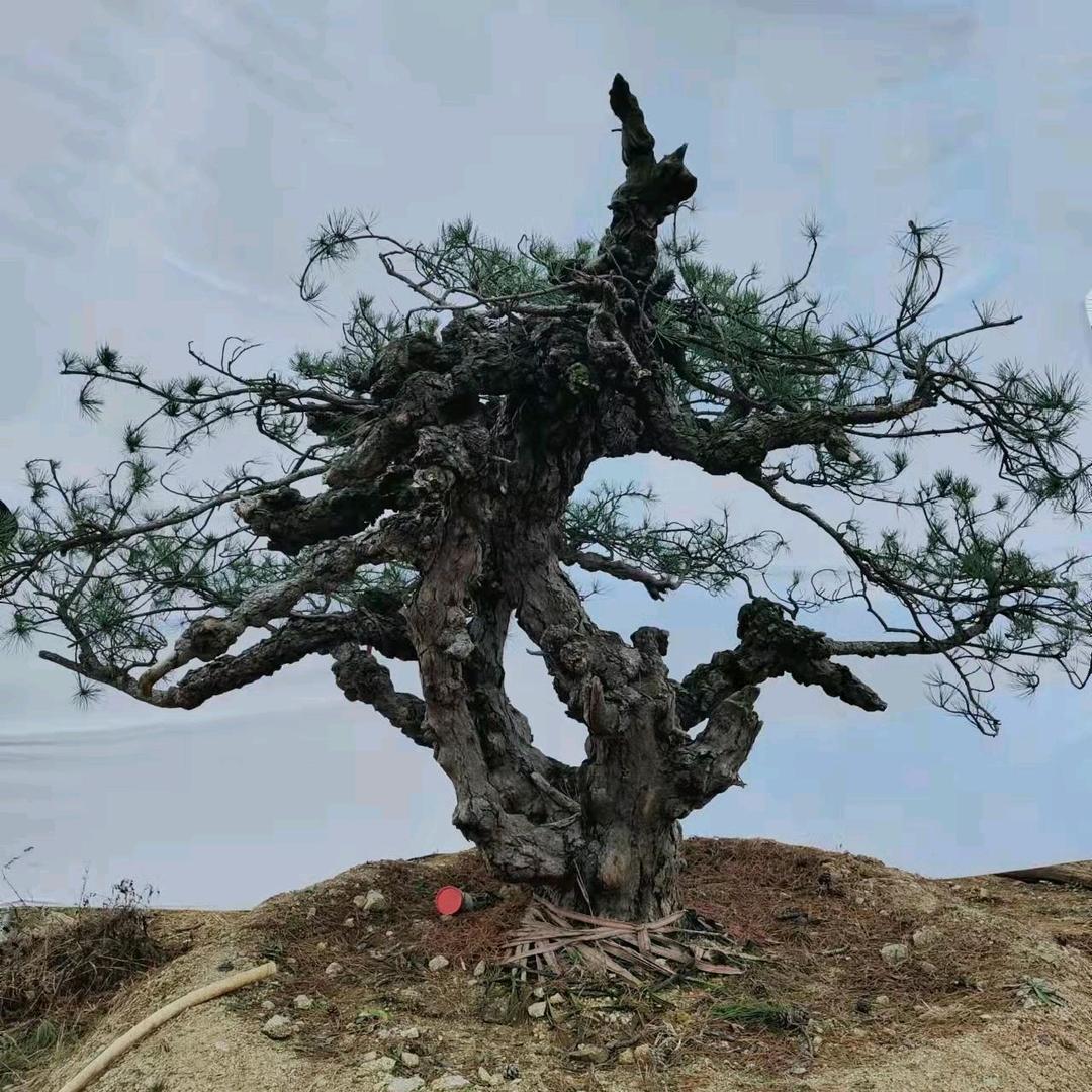 松瀚园林造型松基地
