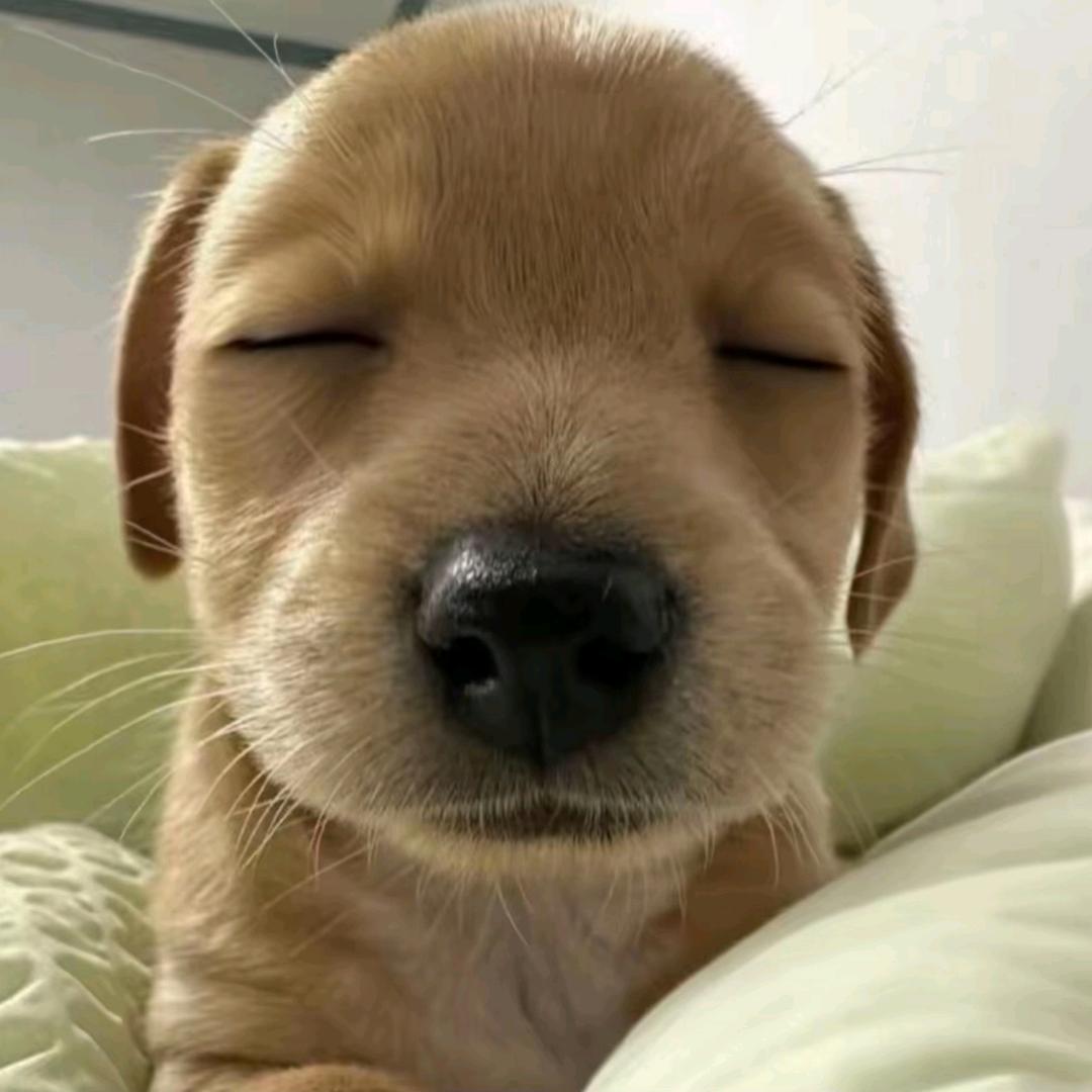 小狗