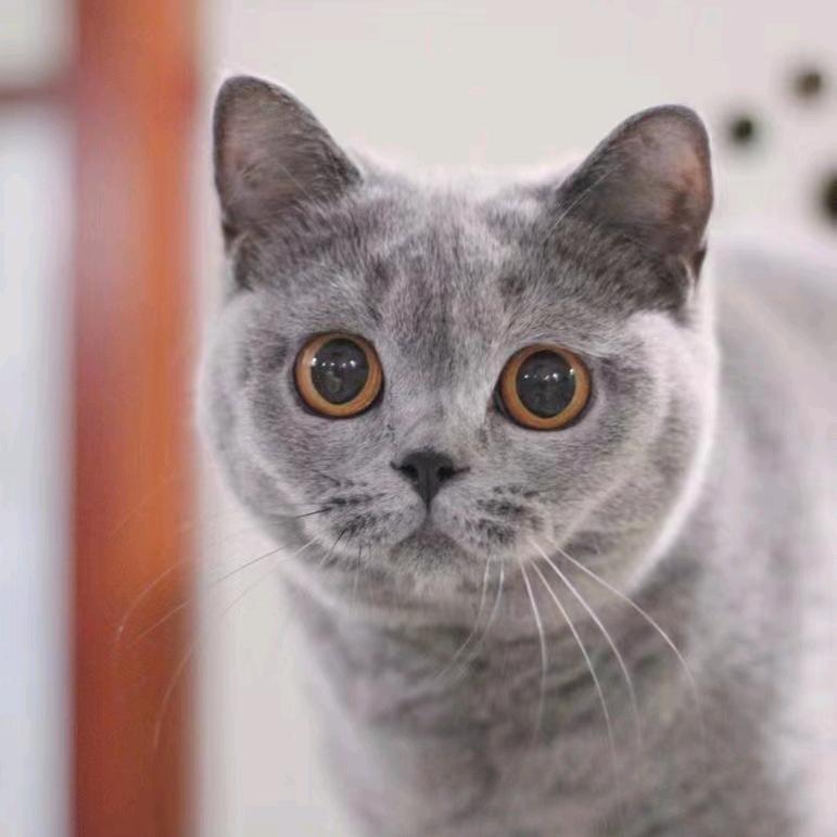 欢欢的猫窝窝