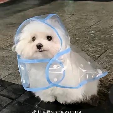 ૮ ・ﻌ・ა