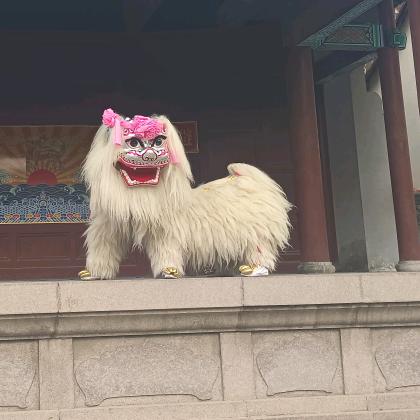 河南濮阳总团棣华舞狮团（专业小白狮)团长