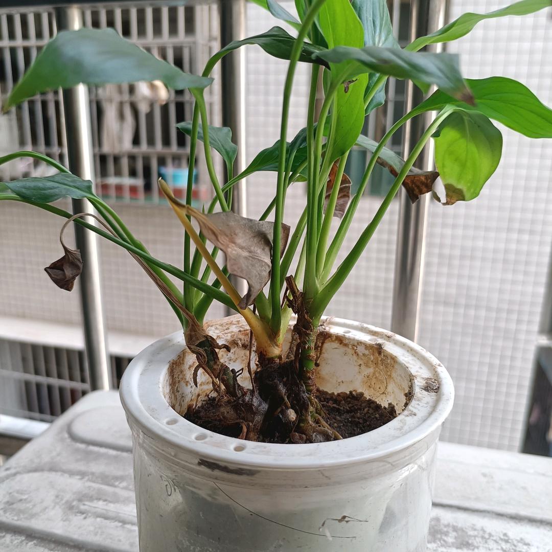 下定决心忘记你