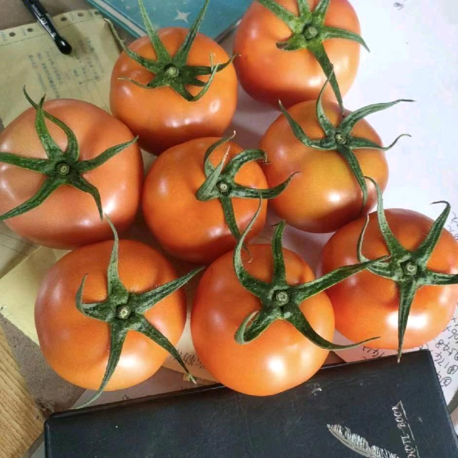 代办西红柿，番茄种苗