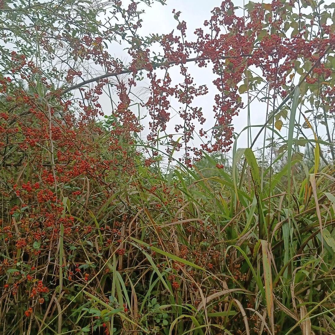 jiang哥