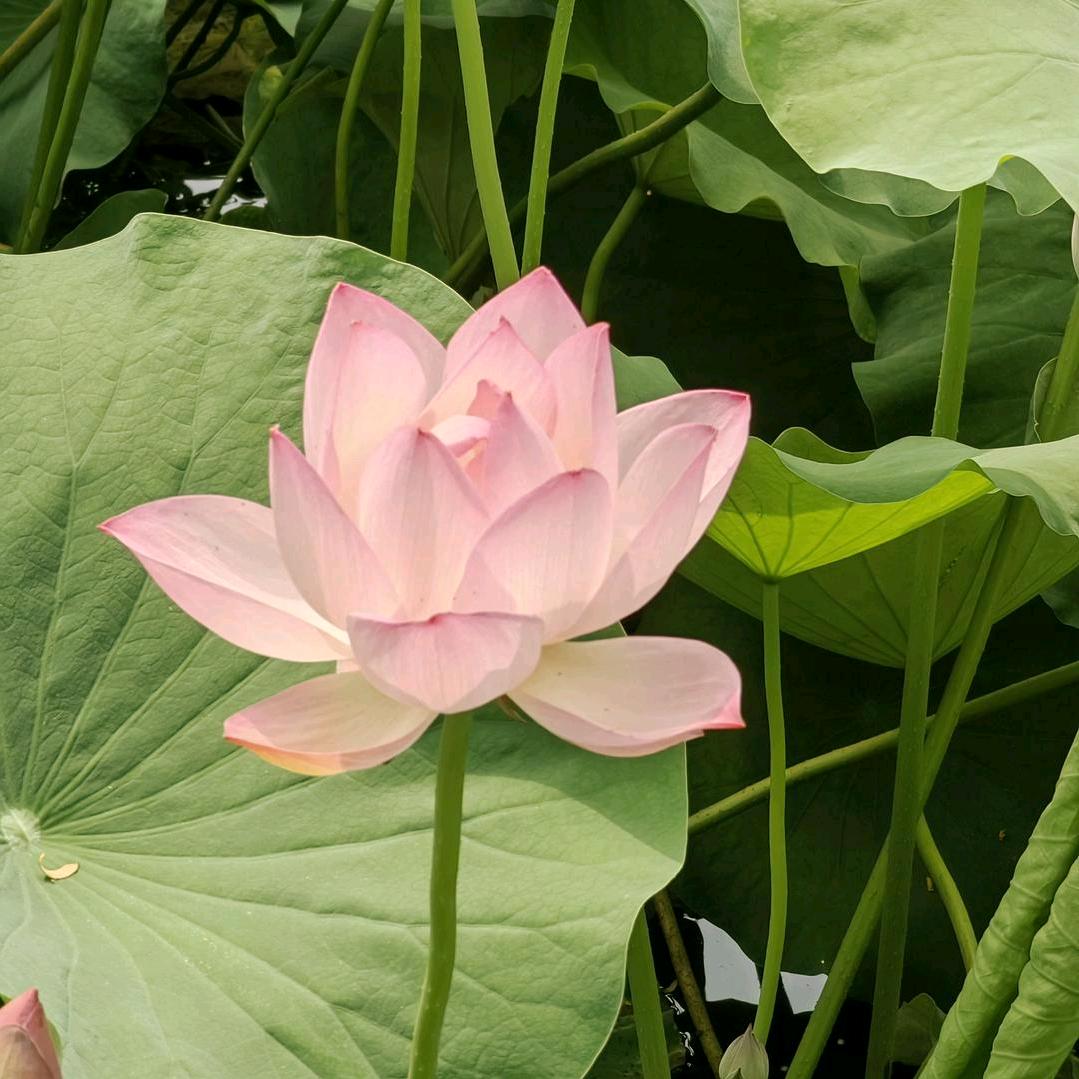 小满～幸福树