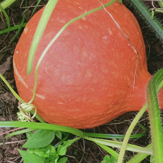 顺其自然，好人一生平安！