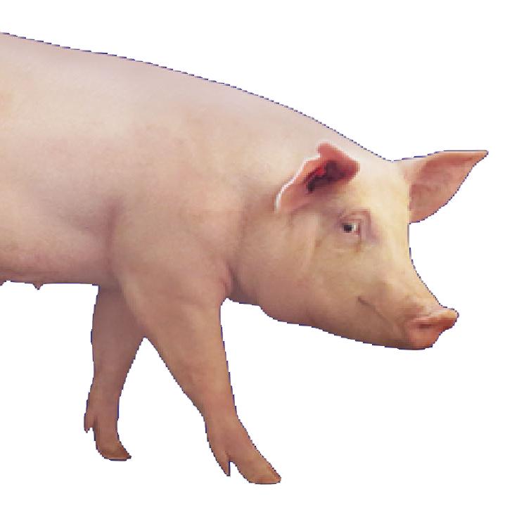 宝华利恩育种农牧猪养殖