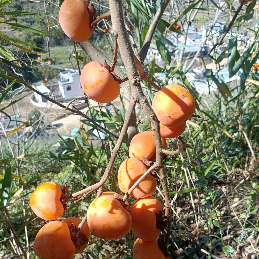 人生要自渡