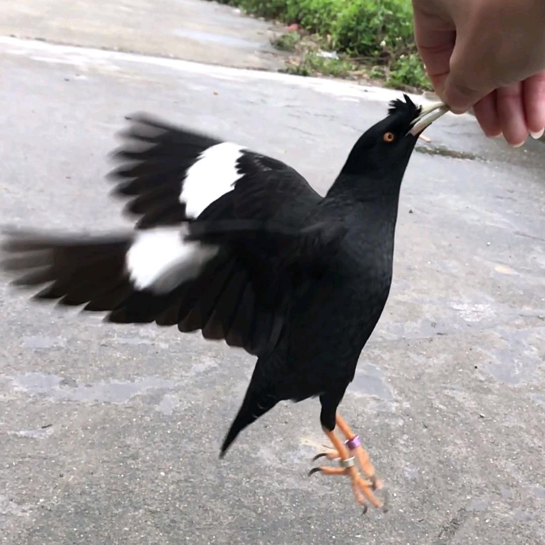 小马哥