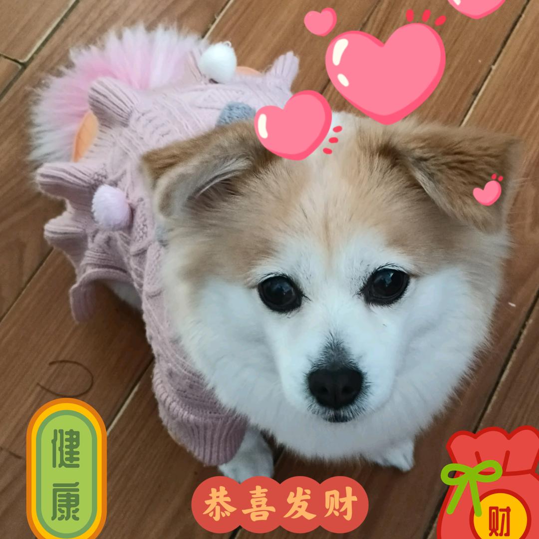 于宠相伴