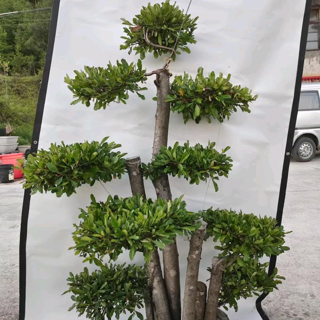 杨晓艳