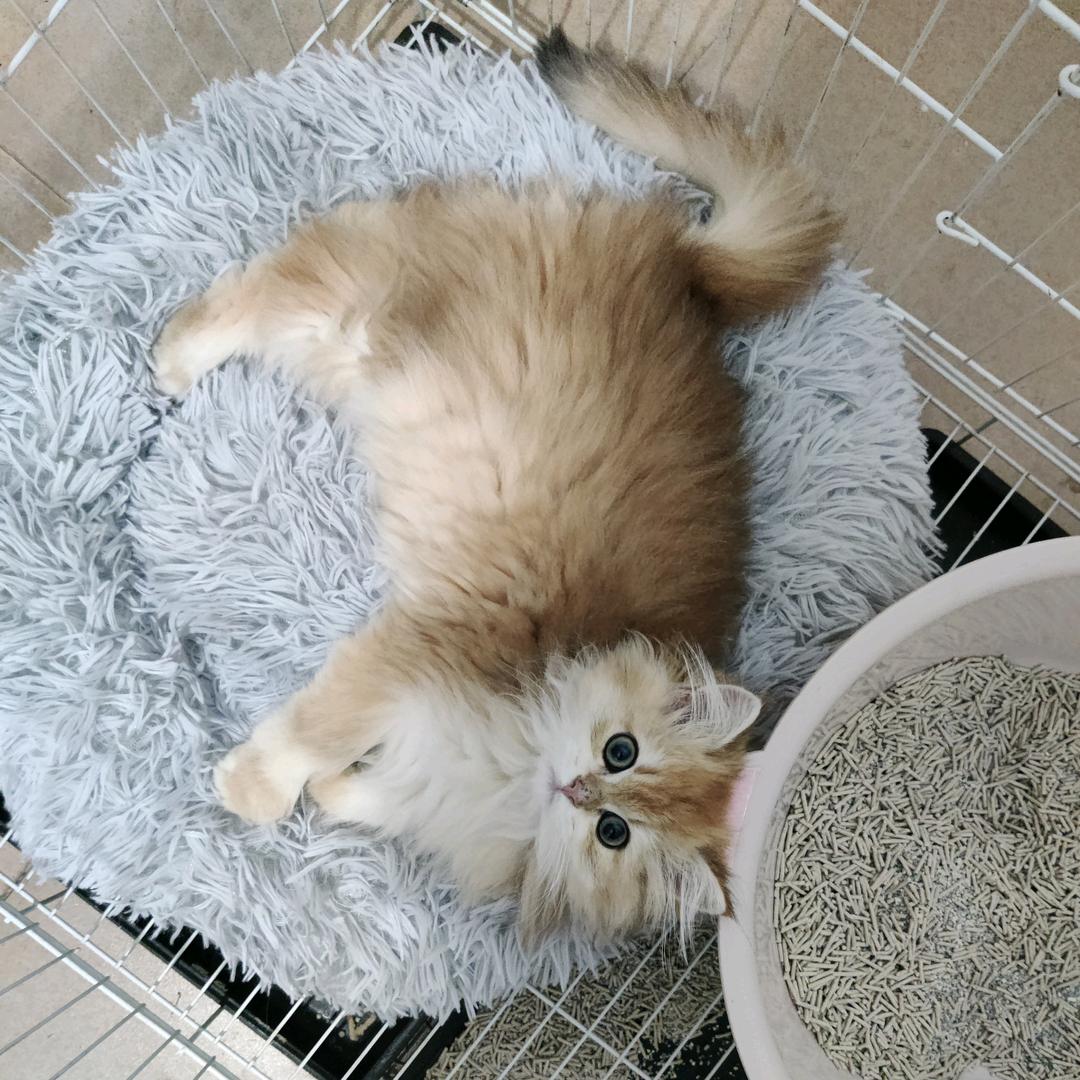 裴裴家的猫