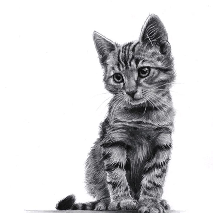 萌小逗宠物那些事