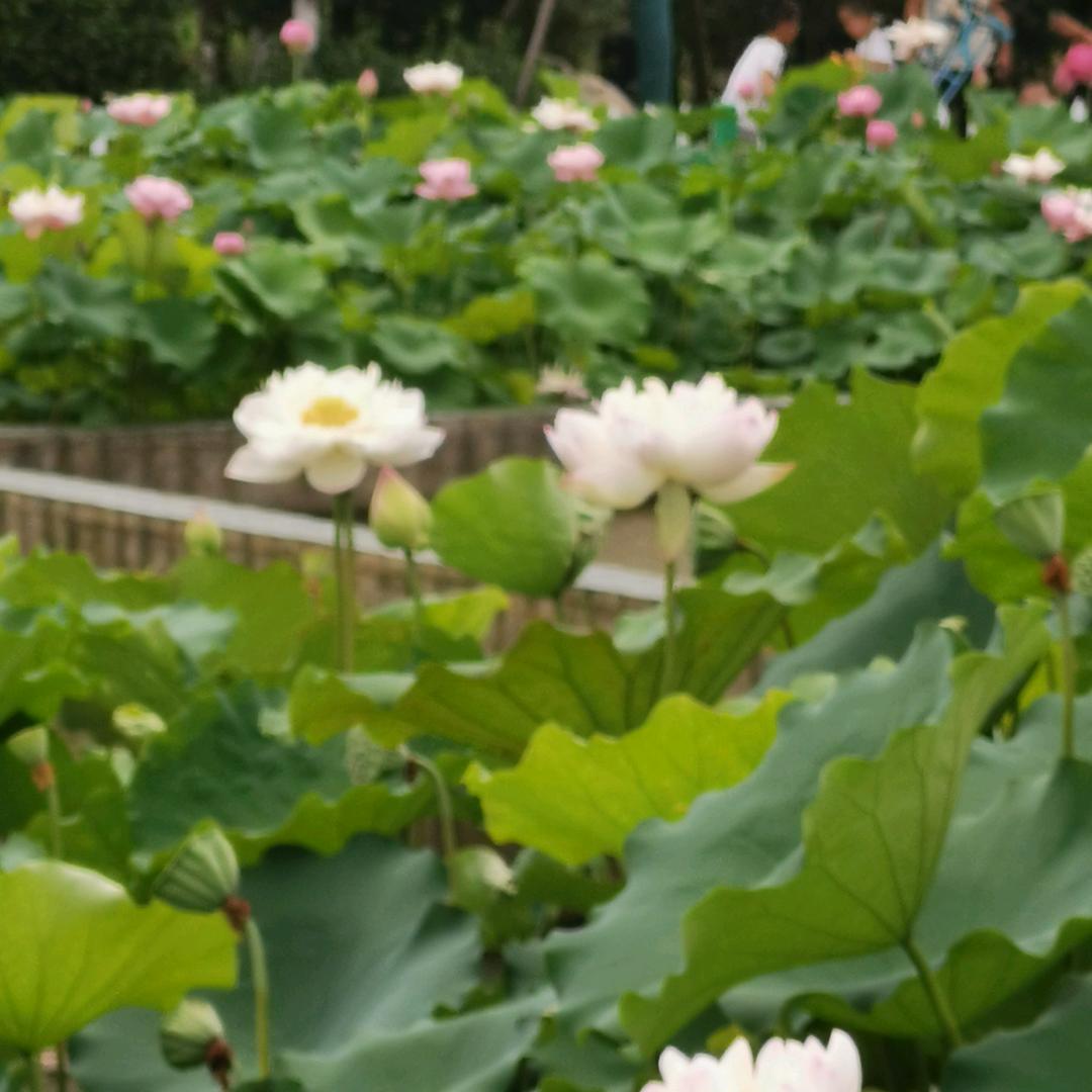 玲姐yang