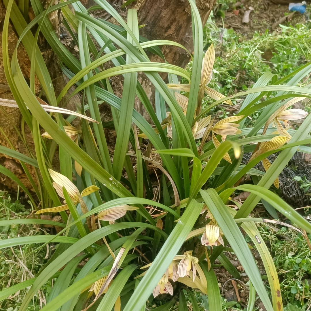 余平