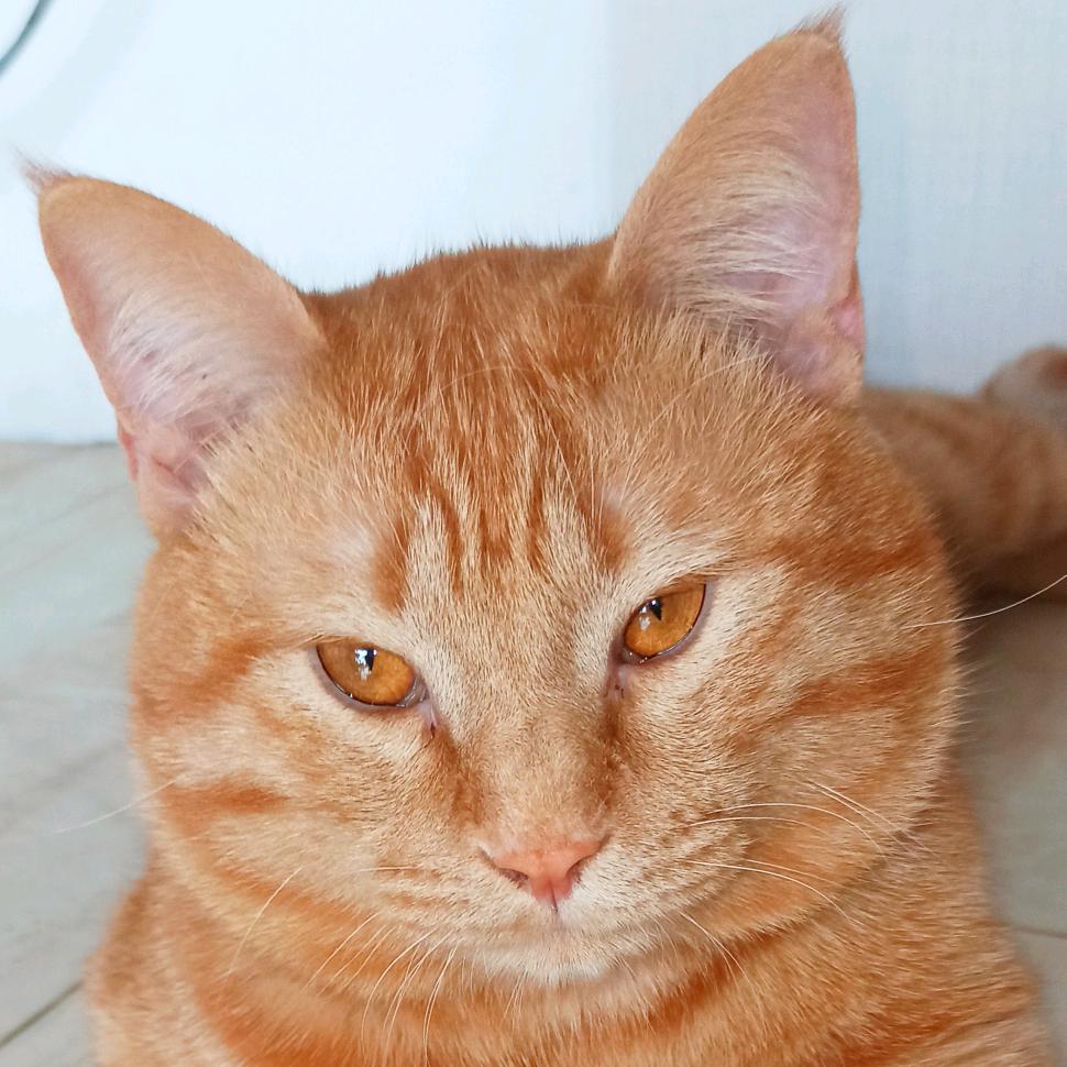 大馋猫美食