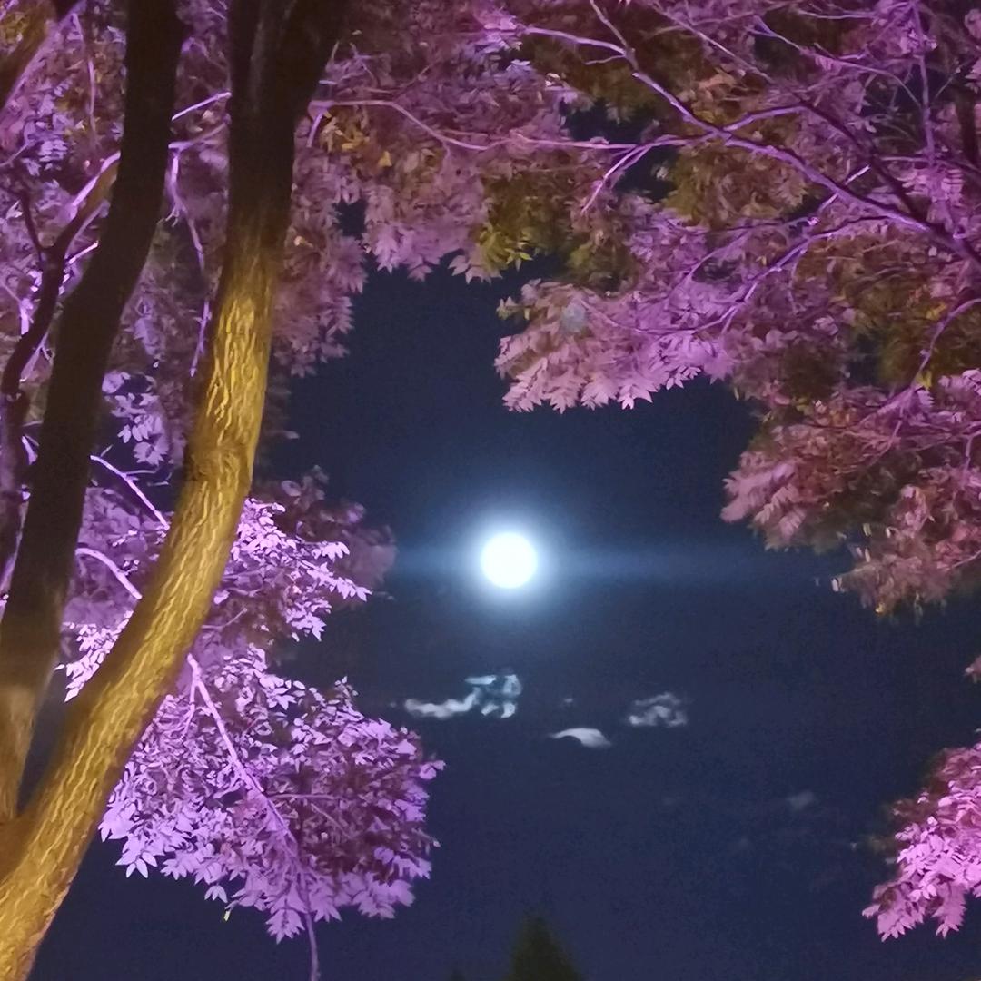 小艾严选