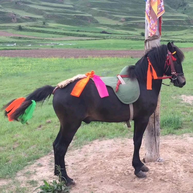 根呷