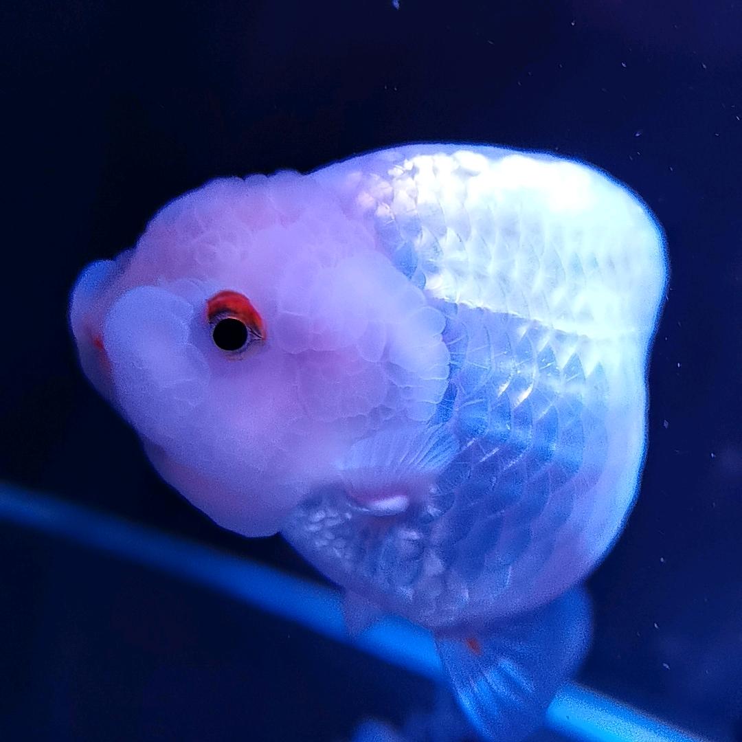 爱养鱼的小胡子