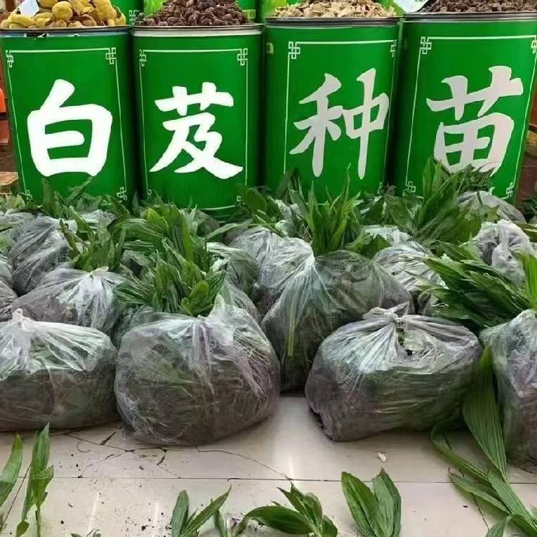 @种植药材小井