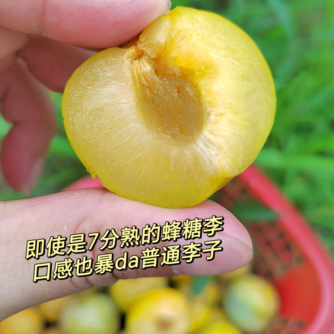 自贡无忧果园农场
