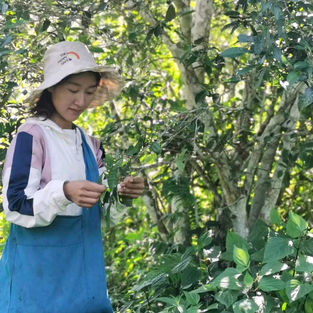蛮砖茶农—王老实