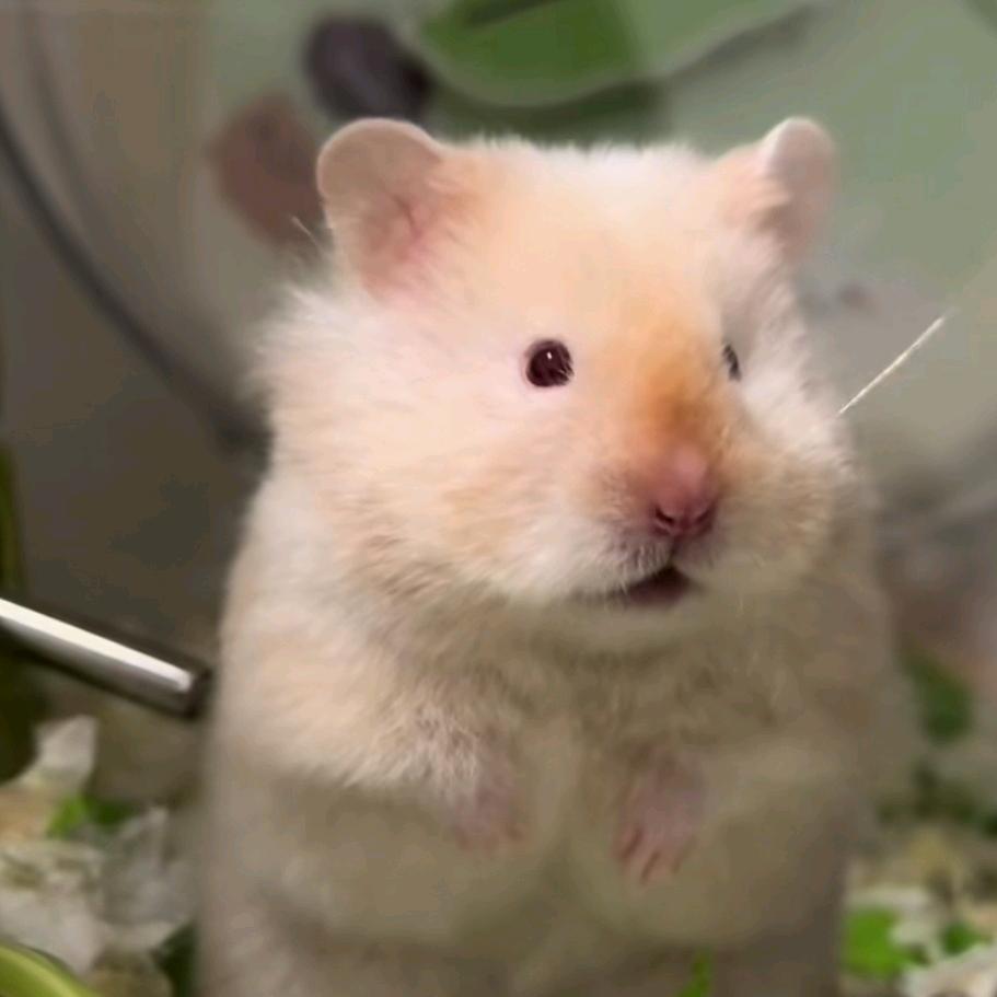 家有熊孩子们